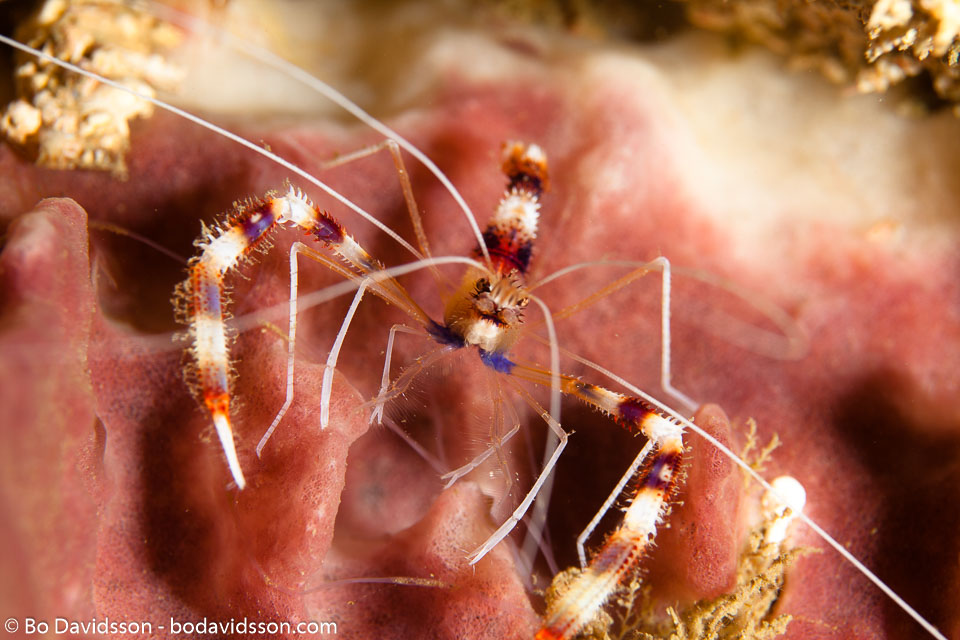 BD-110319-Puerto-Galera-4092-Stenopus-hispidus-(Olivier.-1811)-[Banded-coral-shrimp].jpg